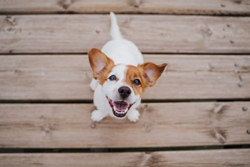 top view of cute small jack russell terrier dog sitting on a wood bridge outdoors and looking at the camera. Pets outdoors and lifestyle - 282706125