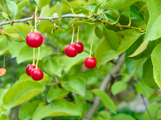 Several ripe cherries on a twig, against green foliage. Selective focus