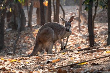 Kangaroo