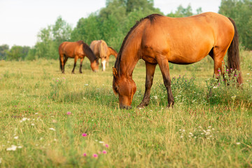 Group of horses in a summer pasture, in the countryside