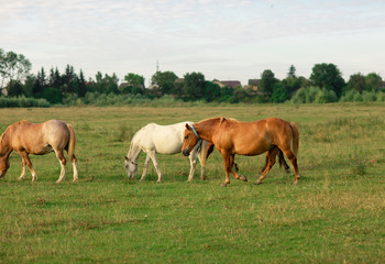 Naklejka na ściany i meble Group of horses in a summer pasture, in the countryside