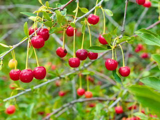 Ripe cherries on a twig, close-up. Selective focus