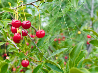 a group of ripe, juicy, cherries on a twig. selective focus