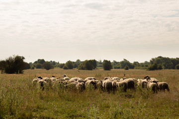 A flock of sheep grazing in the countryside