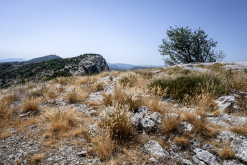 herbes jaunes été 