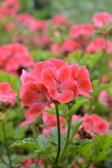 ゼラニウム（ゼラニューム・Pelargonium）