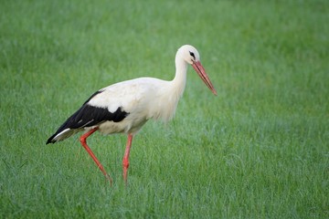 Stork