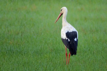 Fototapeta premium Stork