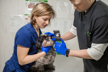 Veterinary, ophthalmologists examine the injured eye of a dog and measure the pressure with a tonometer in a veterinary clinic