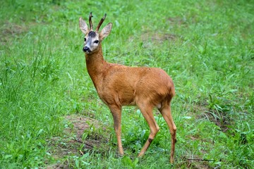Deer