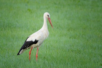 White Stork