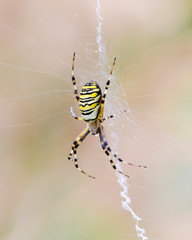 large wasp spider in its web on a light background