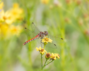 red and yellow dragonfly on yellow flowers