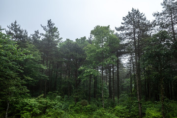 Fototapeta na wymiar Forest on Mingyue Mountain, Jiangxi, China
