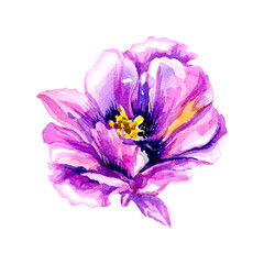 watercolor colorful tropical flower hand drawn illustration isolated on white background for use in design