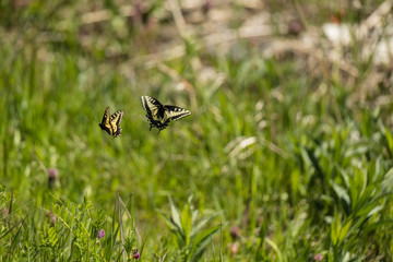 Tiger Swallowtail Butterflies 2