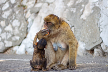 Gibraltar Affen Mutter Makaken Junges