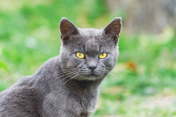 Dark gray cat with yellow eyes on grass background_
