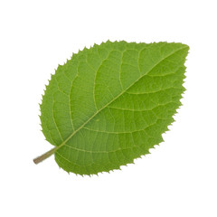 fresh green leaf of kiwi isolated on white background