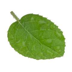 Fototapeta na wymiar fresh green leaf of kiwi isolated on white background