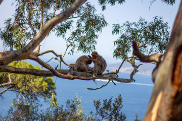 Gibraltar Affen Baum Wild Makaken