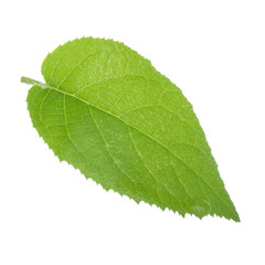 fresh green leaf of kiwi isolated on white background