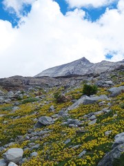 Some flowers in the middle of nature in the Swiss Alps during a summer day at Simplonpass - August 2019.