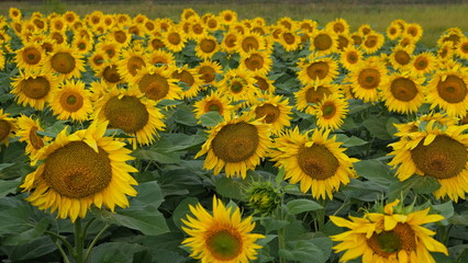  field of blooming sunflower