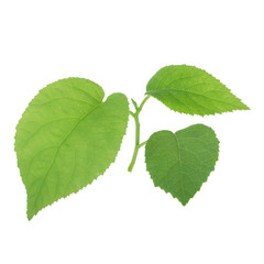 spring with leaves of kiwi isoalted on white background