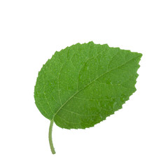 fresh green leaf of kiwi isolated on white background