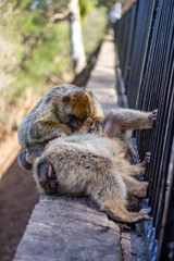Gibraltar Affen Lausen Wild Makaken