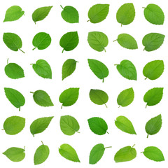 set of fresh kiwi leaves isolated on white background