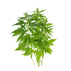 bush of cannabis isolated on white background