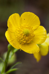 Ranunculus Persian buttercup flower of intense yellow color