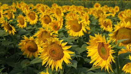 Fototapeta na wymiar  field of blooming sunflower