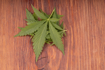 cannabis leaves on wooden background