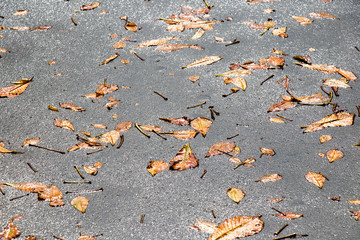 Fallen leaves on the wet ground shining