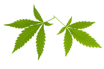 two cannabis leaves isolated on white background