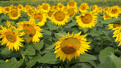  field of blooming sunflower
