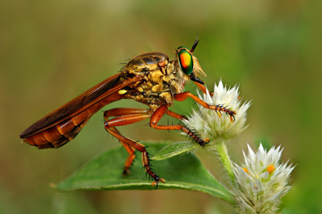 The Asilidae are the robber fly family, also called assassin flies. They are powerfully built, bristly flies with a short, stout proboscis enclosing the sharp, sucking hypopharynx. 