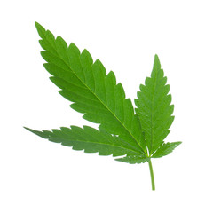 cannabis isolated on white background