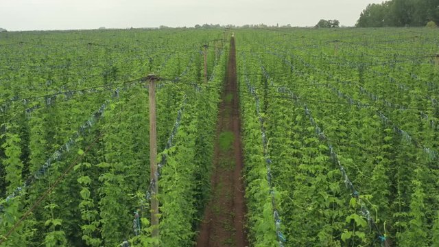 Top view of the Central European hop plantation