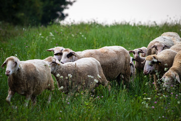 Obraz premium Sheep grazing green grass on the meadow