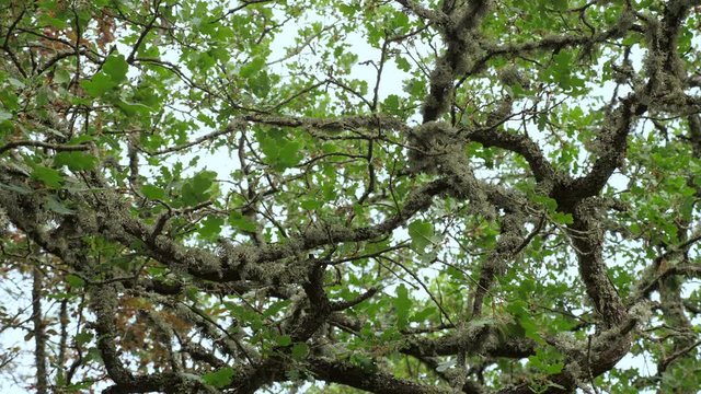 Dense green lichen (Evernia prunastri) on an oak tree branch in an autumnal mountain forest.