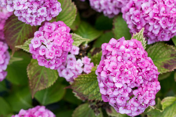 Flowering hortensia plant. Beautiful blooming of pink Macrophylla hydrangeas in garden