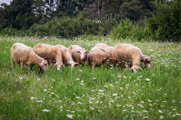 Sheep grazing green grass on the meadow