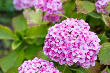 Flowering hortensia plant. Beautiful blooming of pink Macrophylla hydrangeas in garden