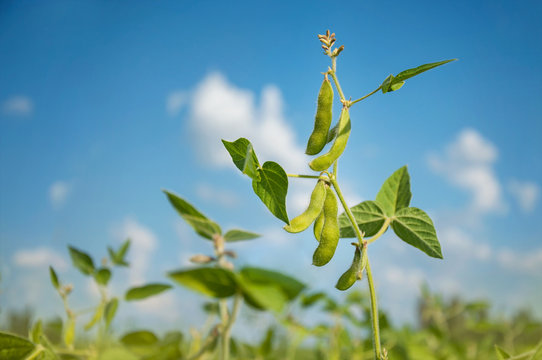 Young soybean pods in a soybean field on a sunny day.