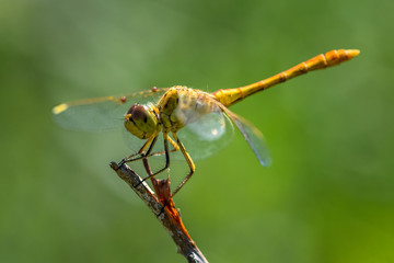 Allphotokz Dragonfly 20190722 0421 D810