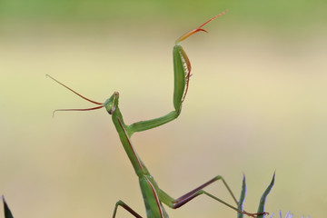 A praying mantis sits on the plant Eryngium Planum, in a pose that is similar to the conductor of the orchestra.